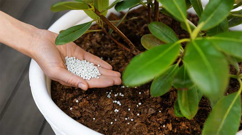 Fertilize-Correctly-Essential-Tips-for-Healthy-Plant-Growth  