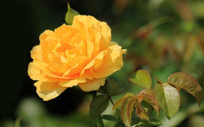 Floribunda-Roses  