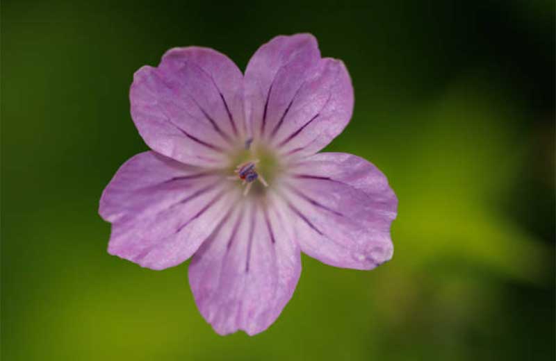 Geraniums  