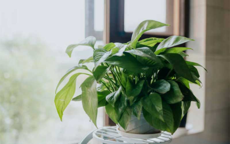 Golden-Pothos  