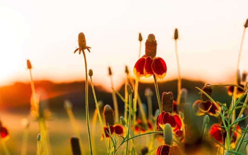 Growing-Mexican-Hat-Flower  