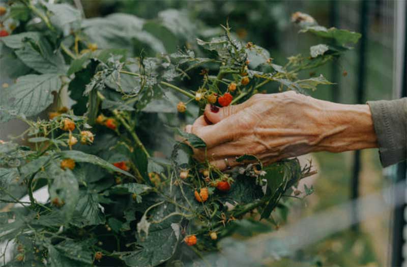 Handpicking-Pests  