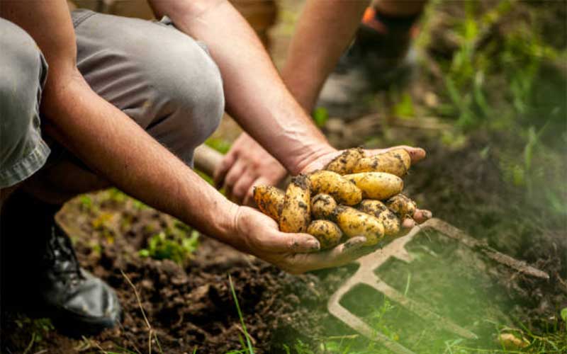 Harvesting-Potatoes-at-the-Right-Time  