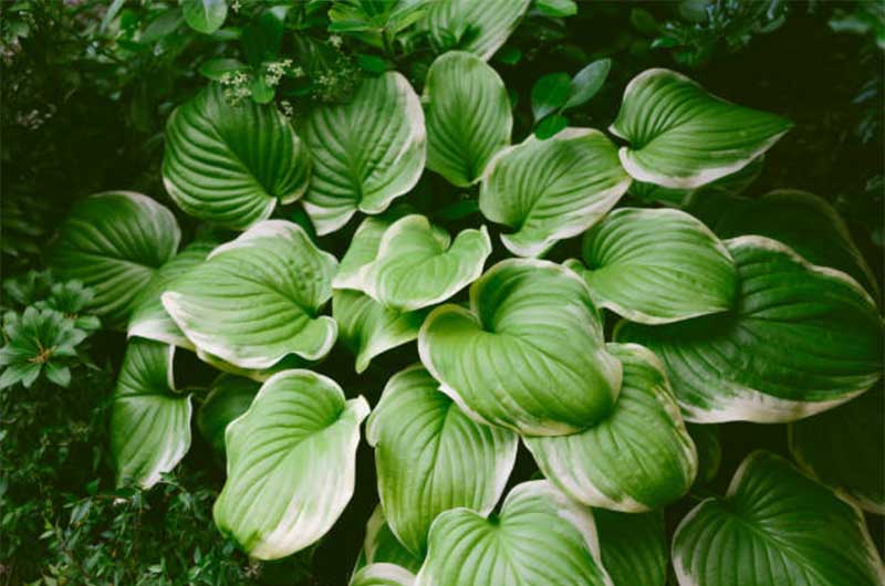 Hostas  