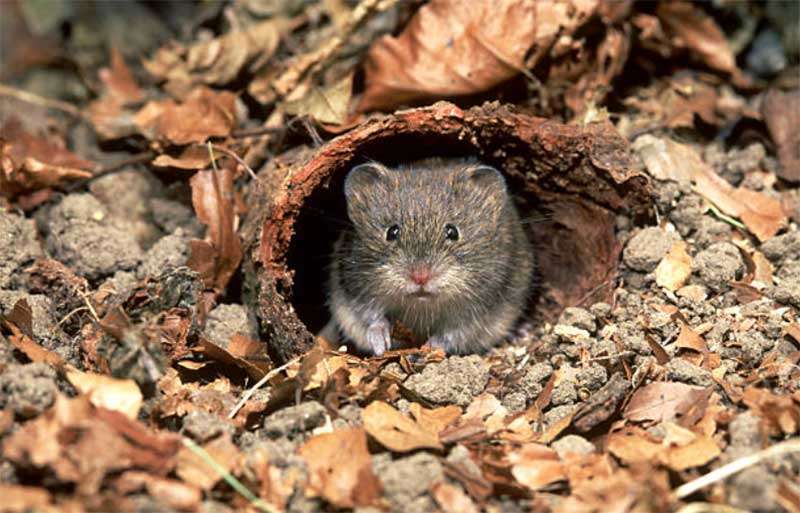 How-to-Get-Rid-of-Voles  