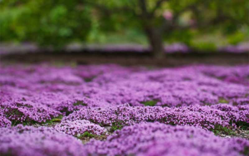 How-to-Grow-Creeping-Thyme  