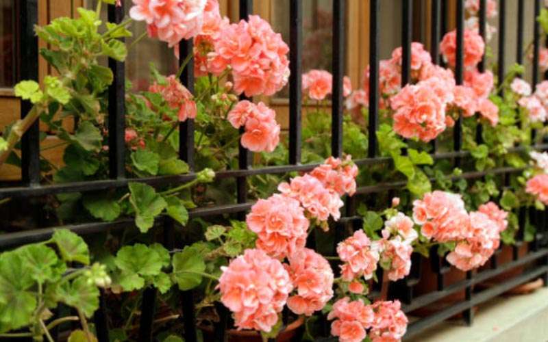 How-to-Grow-and-Care-for-Gorgeous-Geraniums  