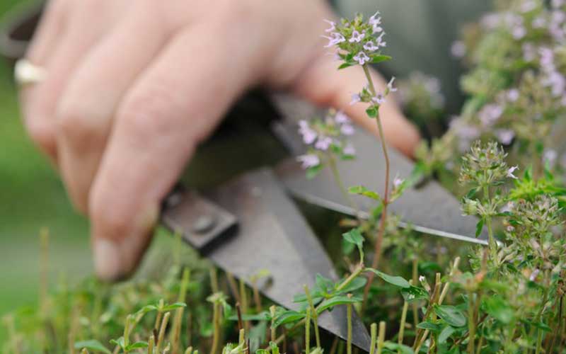 How-to-Plant-and-Care-for-Creeping-Thyme  