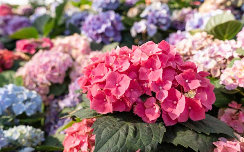 How-to-Prune-Hydrangea-Tree  