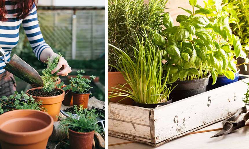 How to Start a Herb Garden at Home