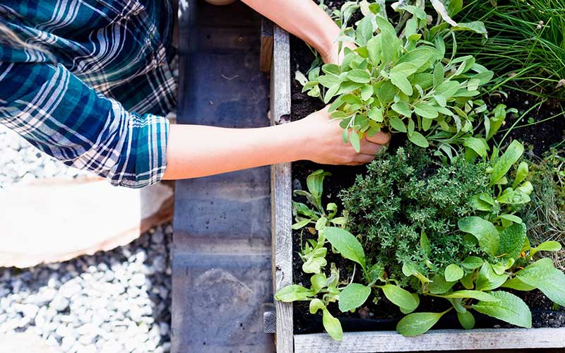 How-to-Start-a-Herb-Garden-at-Home2  