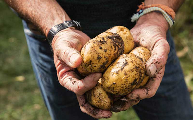 How to Store Potatoes All Winter