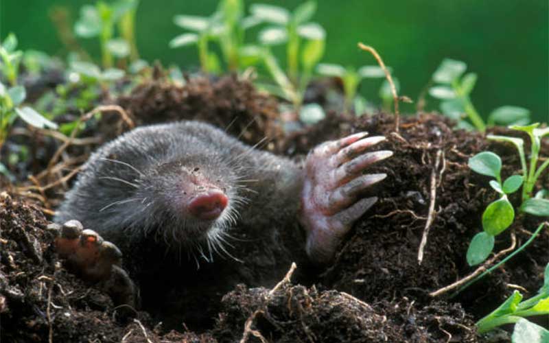 How to Trap Moles