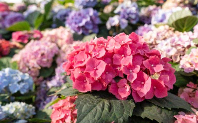 Hydrangeas  