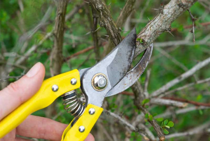 Improper-Pruning-Techniques  