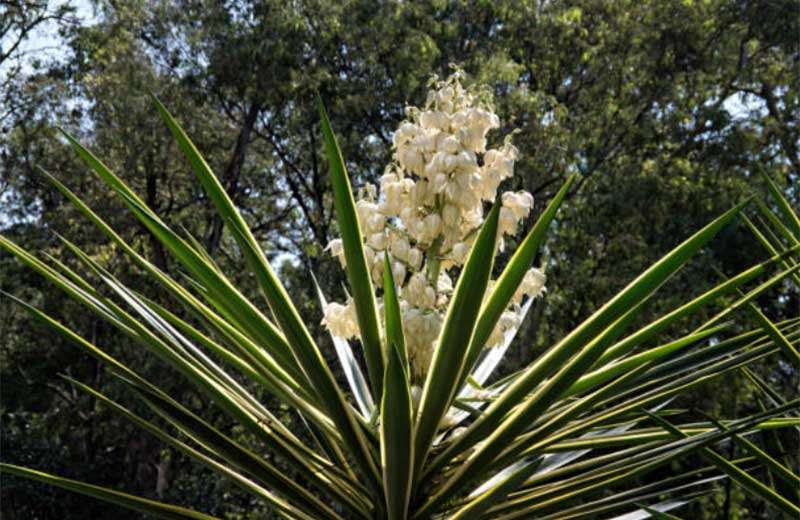 Indoor-Yucca-Plant-Flowers  