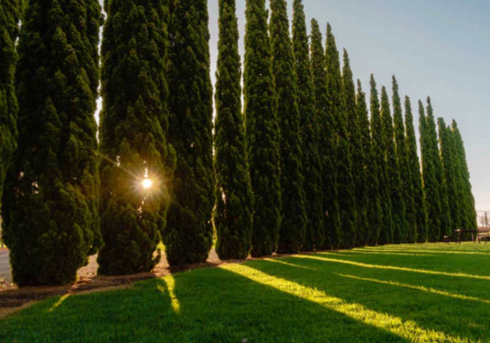 Italian-Cypress  