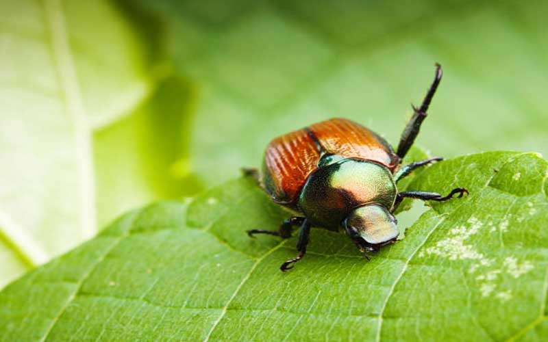 Japanese-Beetles  