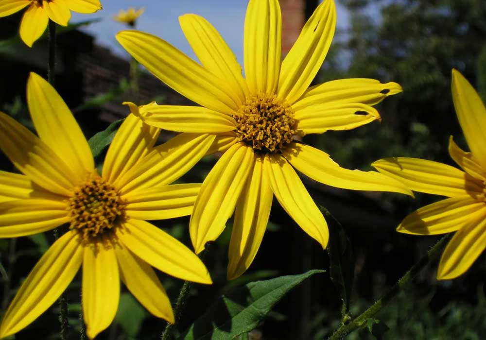 Jerusalem-Artichoke-Flowers  