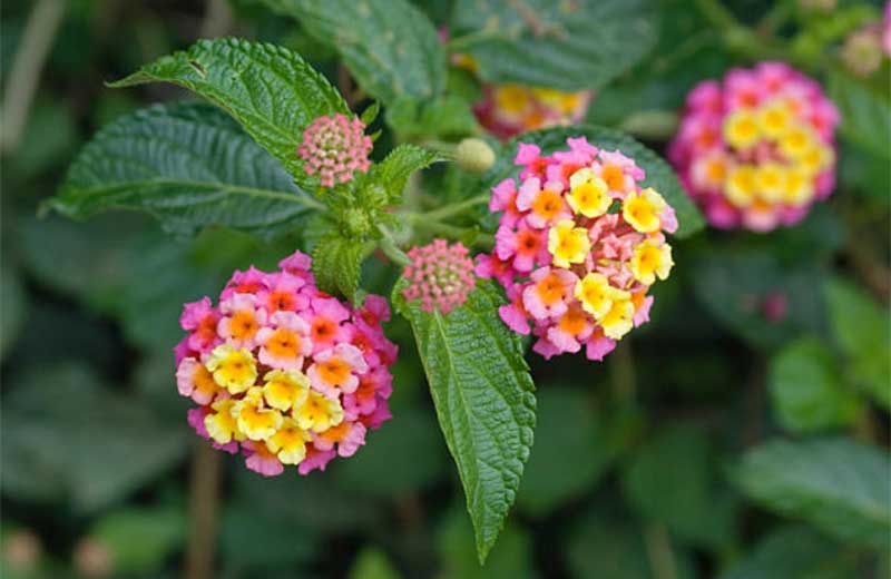 Lantana  