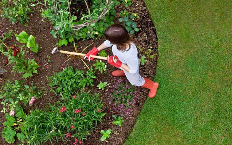 Lawn and garden weeds are unwanted plants that compete with cultivated plants for nutrients, water, and space.