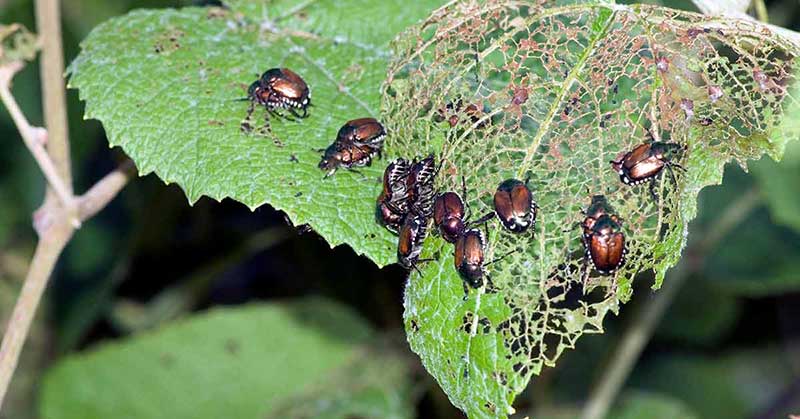 Learn-About-Pests-and-Disease-Management-Protecting-Your-Garden  