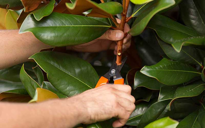 Magnolia-Tree-Pruning  