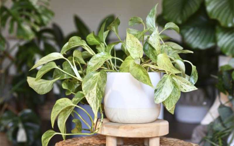 Marble-Queen-Pothos  