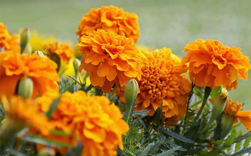 Marigolds  