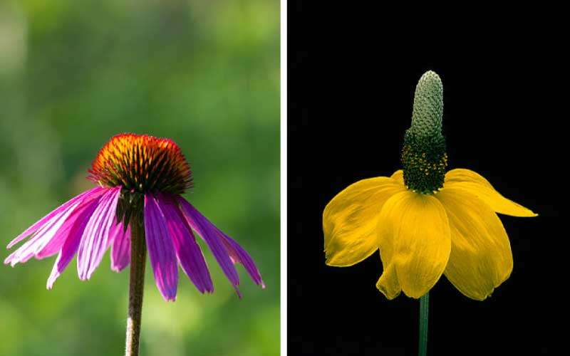 Mexican-Hat-Flower  