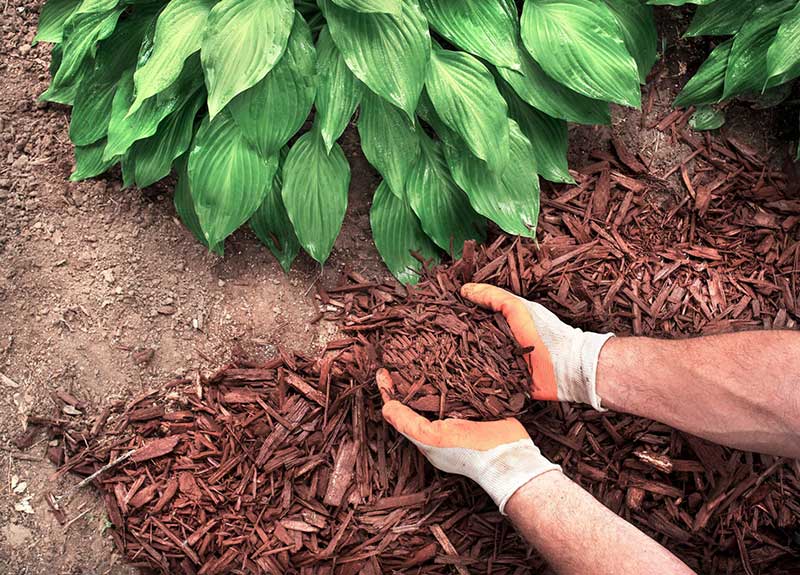 Mulch-for-Moisture-Retention-Enhancing-Soil-Health-and-Plant-Growth  