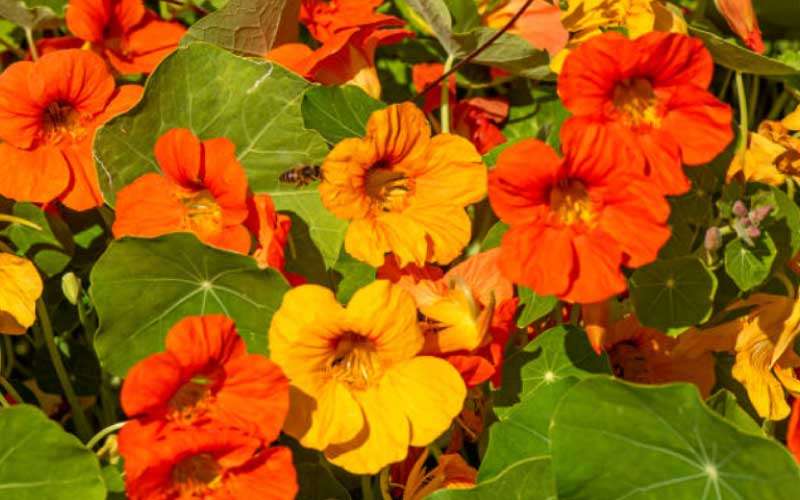 Nasturtiums  