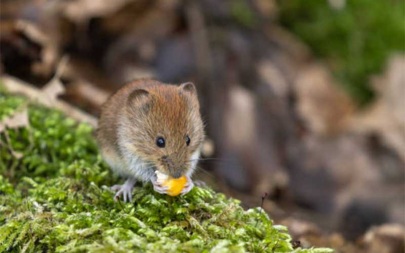 7 Natural Ways to Get Rid of Voles