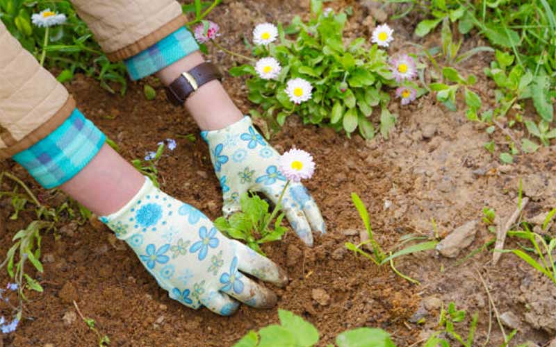 Neglecting-Seasonal-Planting-Times  