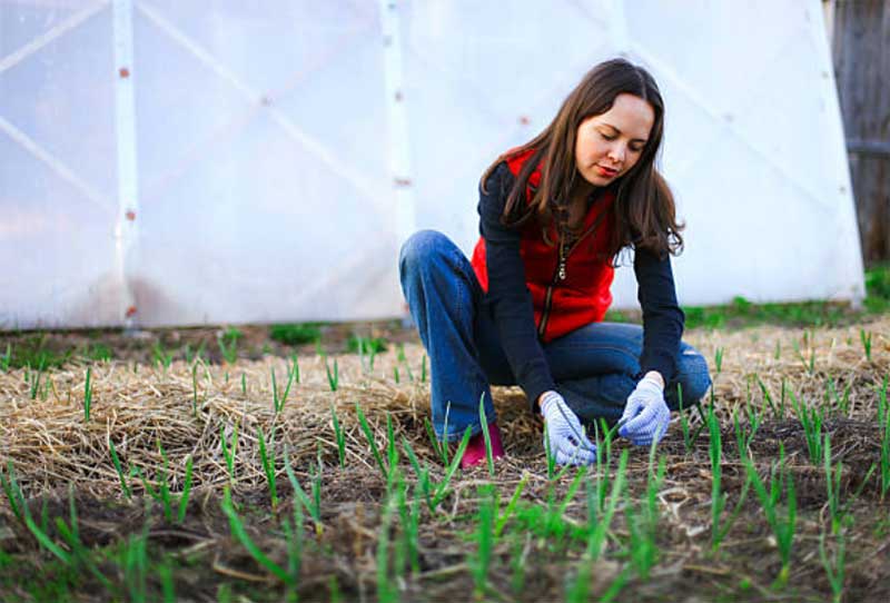 Neglecting-Soil-Quality  