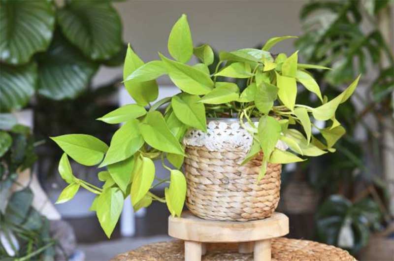 Neon-Pothos  