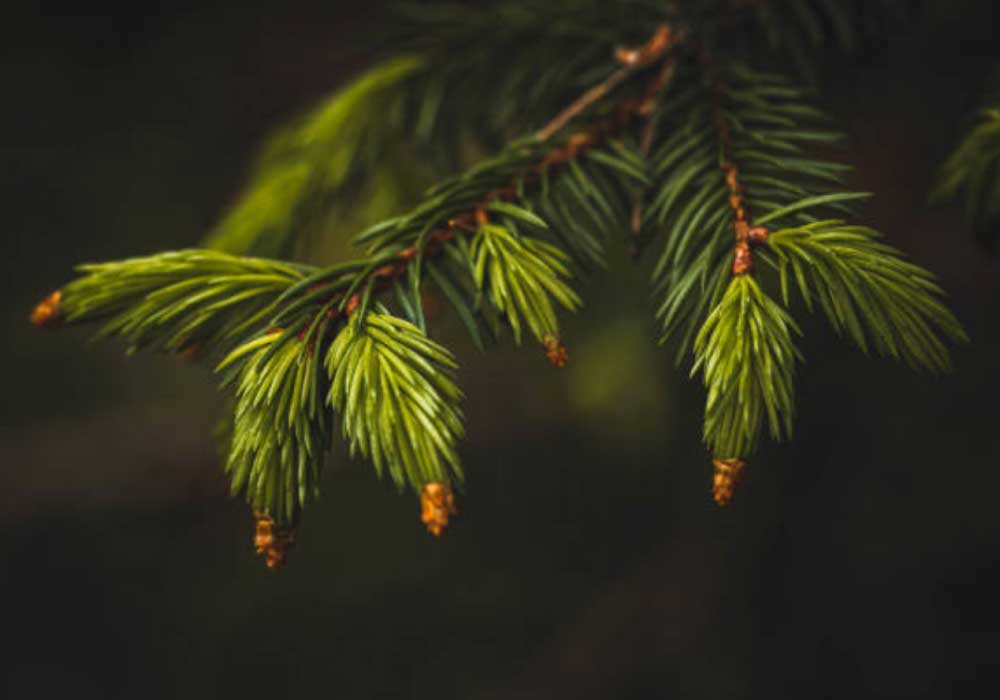 Norway-Spruce  