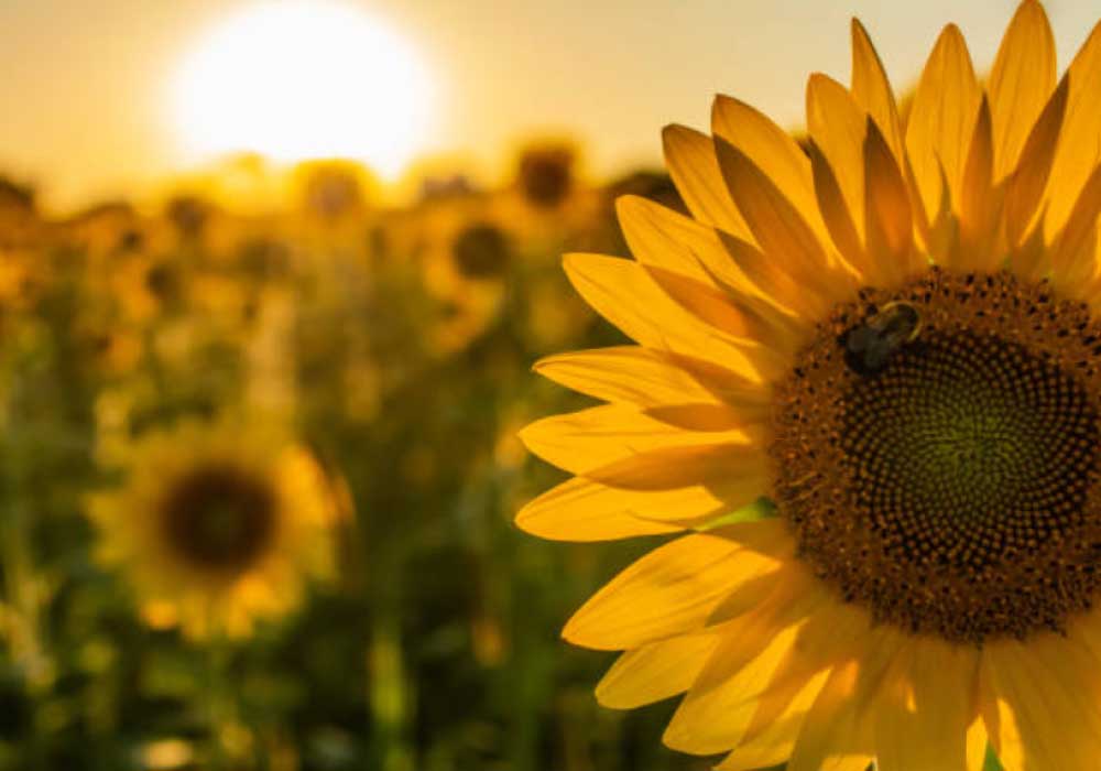 Perennial-Sunflowers  