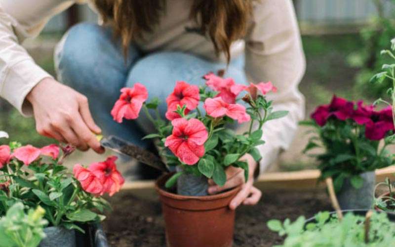 Petunias  