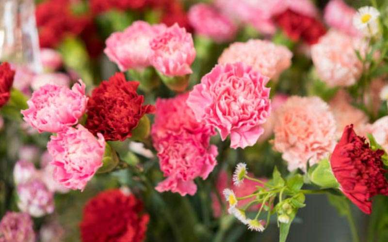 Pink-Carnations  