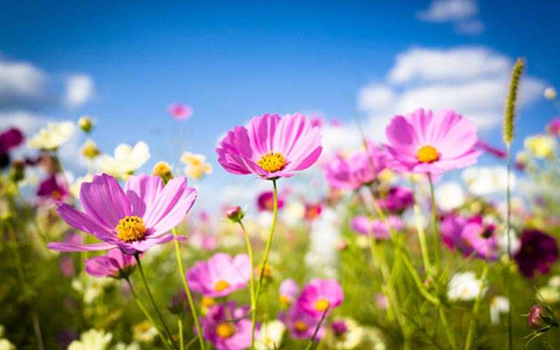 Pink-Cosmos-Flower  