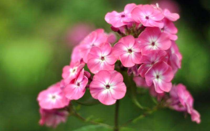 Pink-Phlox  