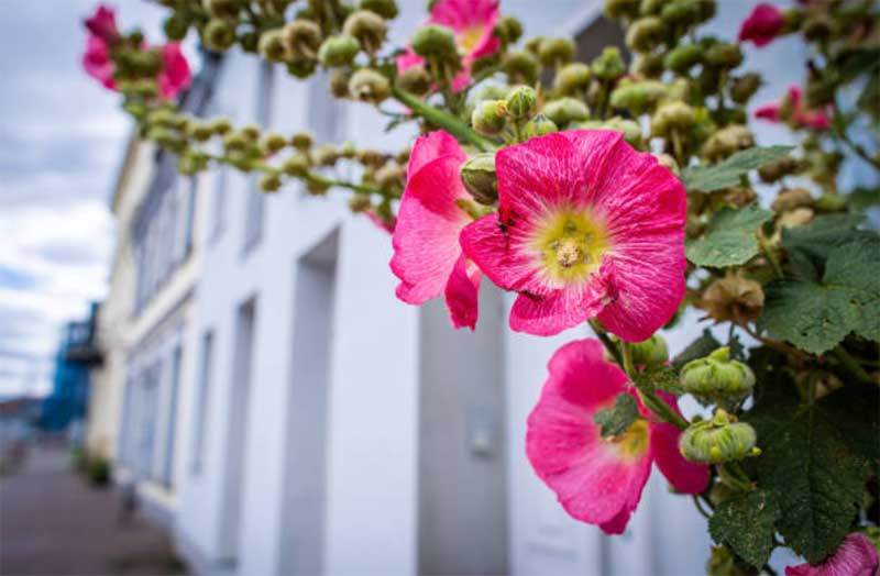 Planting-Hollyhock-Roots  