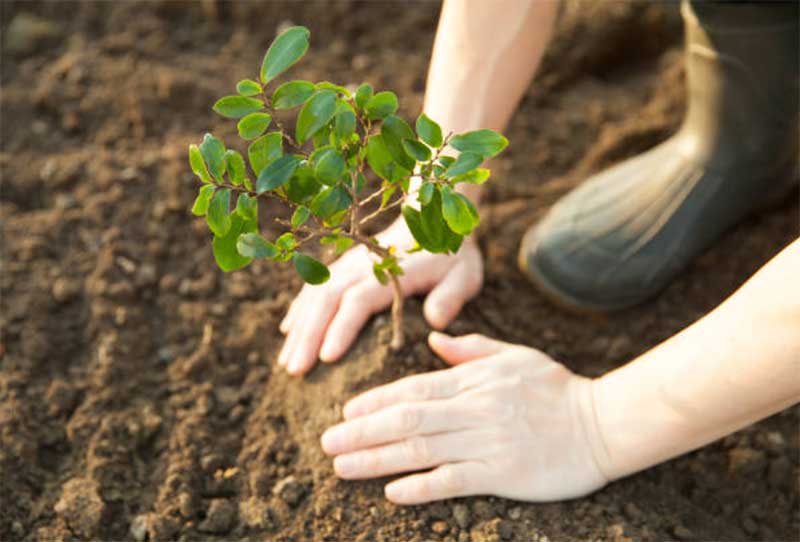 Planting-Too-Deep-or-Too-Shallow  