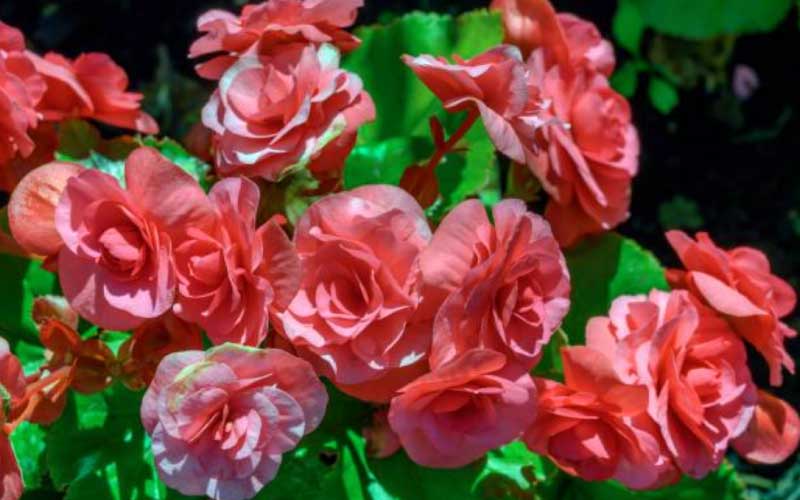 Planting-and-Caring-for-Floribunda-Roses  