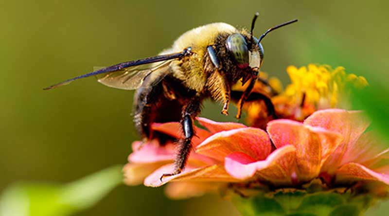 Pollinator-Friendly-Garden  