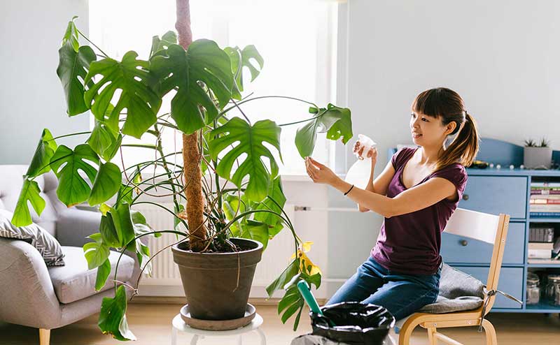 Practice-Proper-Plant-Care-Essential-Tips-for-Thriving-Plants  