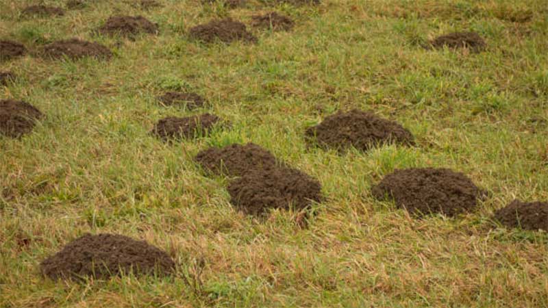 Prevent-Voles-in-The-Garden  