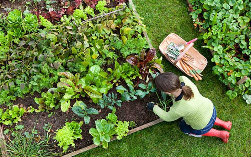 Raised Bed garden