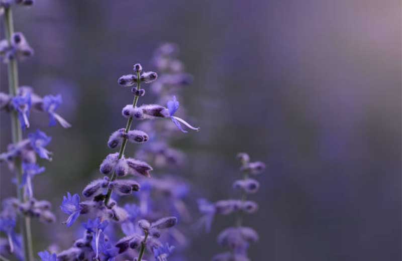 Russian-Sage  